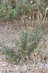 Lepidium graminifolium