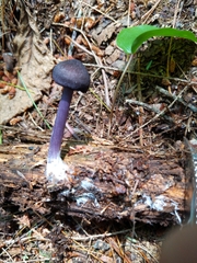 Entoloma violaceum