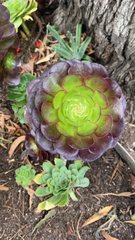Aeonium arboreum