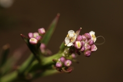 Lepidium graminifolium