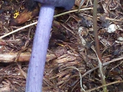 Entoloma violaceum