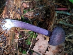Entoloma violaceum