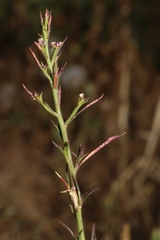 Lepidium graminifolium