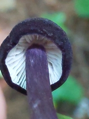 Entoloma violaceum