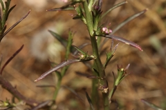 Lepidium graminifolium