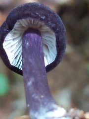 Entoloma violaceum
