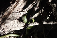 Philothamnus angolensis