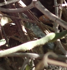 Philothamnus angolensis