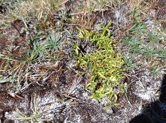 Gentianella nitida