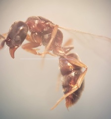Hypoponera opacior