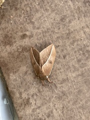 Automeris zephyria
