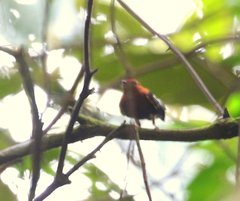 Machaeropterus deliciosus