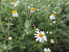 Tripleurospermum inodorum