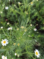 Tripleurospermum inodorum