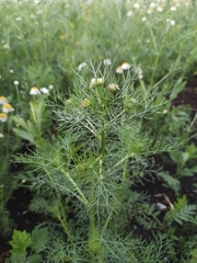 Tripleurospermum inodorum
