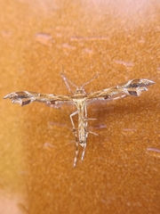 Oxyptilus ericetorum