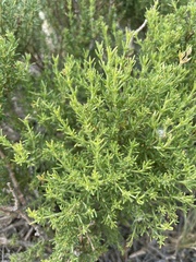 Frankenia jamesii
