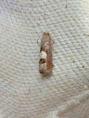 Epiblema boxcana