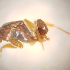 Hypoponera opacior
