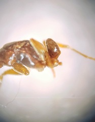 Hypoponera opacior