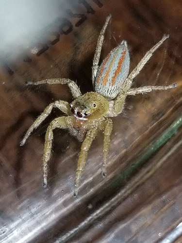 Three-lined Maevia