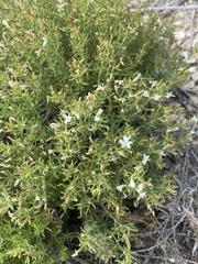 Frankenia jamesii