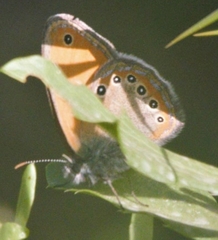 Coenonympha leander