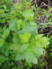 Ribes hudsonianum