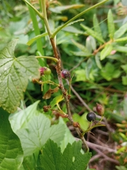 Ribes hudsonianum