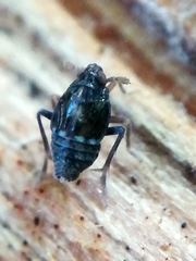 Megamelodes quadrimaculatus