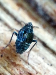 Megamelodes quadrimaculatus