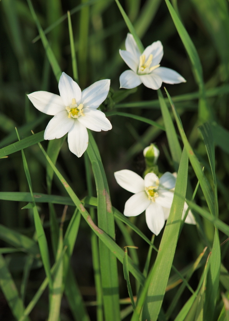 Star of Bethlehem