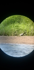 Pluvialis squatarola