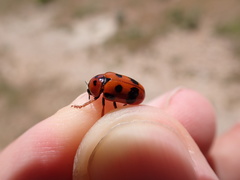 Clytra atraphaxidis