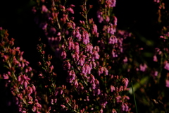 Erica acuta