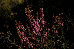 Erica acuta