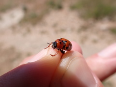 Clytra atraphaxidis