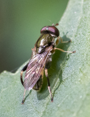 Chalcosyrphus metallicus