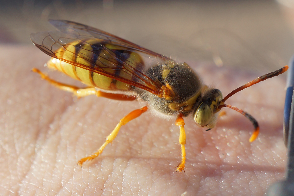 Stizus occidentalis