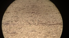 Charadrius morinellus