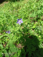 Geranium pratense