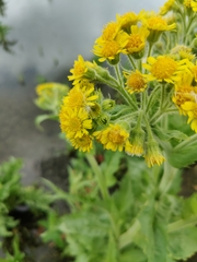 Tephroseris palustris