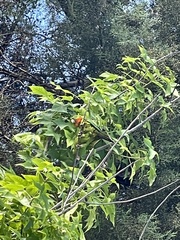 Psittacara holochlorus rubritorquis