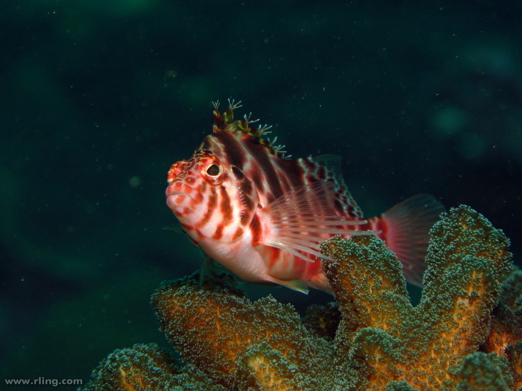 Cirrhitichthys