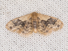 Idaea occidentaria