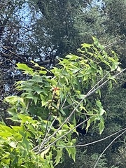 Psittacara holochlorus rubritorquis