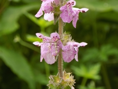Amblyptilia punctidactyla