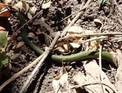 Philothamnus angolensis