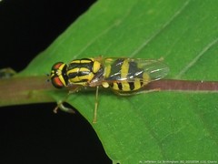 Oxycera variegata
