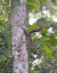 Funisciurus anerythrus